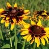 Rudbeckia 'Denver Daisy' 1 Rudbeckia 'Denver Daisy' -Botanical Bliss 29050