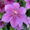 Clematis 'Adam's Courage' -Botanical Bliss 29052