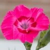 Dianthus American Pie® Bumbleberry Pie 2 Dianthus American Pie® Bumbleberry Pie -Botanical Bliss 29058