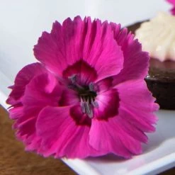 Dianthus American Pie® Bumbleberry Pie -Botanical Bliss 29058 1