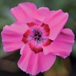 Dianthus American Pie® Bumbleberry Pie -Botanical Bliss 29058 2