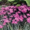 Dianthus EverBloom™ Watermelon Ice -Botanical Bliss 29059
