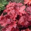Heuchera Forever® Red 2 Heuchera Forever® Red -Botanical Bliss 29060