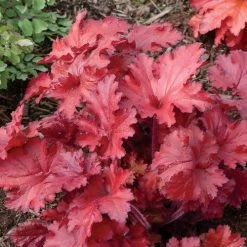 Heuchera Forever® Red