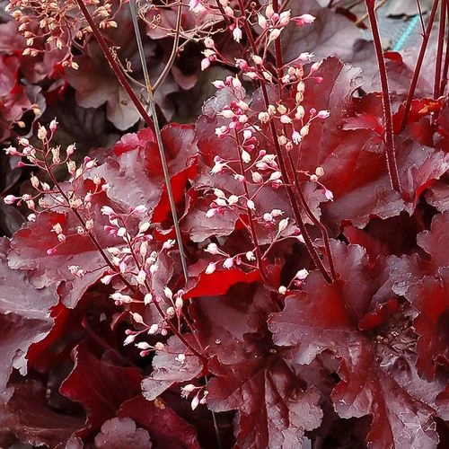 Heuchera Forever® Red 4 Heuchera Forever® Red - Image 2