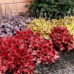 Heuchera Forever® Red 8 Heuchera Forever® Red -Botanical Bliss 29060 2
