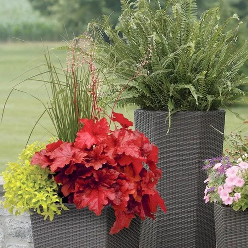 Heuchera Forever® Red 6 Heuchera Forever® Red - Image 4