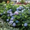 Hydrangea 'All Summer Beauty' -Botanical Bliss 29076