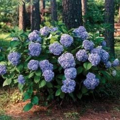 Hydrangea 'All Summer Beauty' -Botanical Bliss 29076 1
