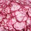 Hydrangea 'Miss Saori' -Botanical Bliss 29077
