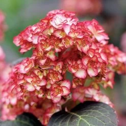 Hydrangea 'Miss Saori' 10 Hydrangea 'Miss Saori' -Botanical Bliss 29077 3