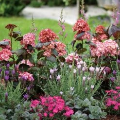 Hydrangea 'Miss Saori' 11 Hydrangea 'Miss Saori' -Botanical Bliss 29077 4