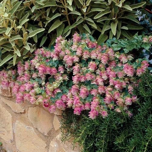 Origanum 'Kent Beauty' 4 Origanum 'Kent Beauty' - Image 2
