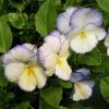 Viola Celestial™ Blue Moon -Botanical Bliss 29085