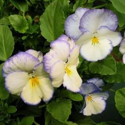 Viola Celestial™ Blue Moon