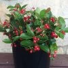 Gaultheria Cherries Berries™ -Botanical Bliss 29090