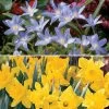 Deer Resistant Bulb Garden Blend 2 Deer Resistant Bulb Garden Blend -Botanical Bliss 29103 PK 50