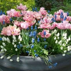 Vintage Spring Bulb Garden Blend
