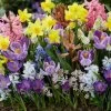 Springtime Cottage Bulb Garden Blend -Botanical Bliss 29111 PK 100