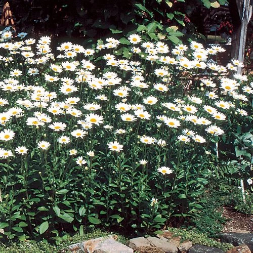 Leucanthemum 'Becky' Daisy 5 Leucanthemum 'Becky' Daisy - Image 3