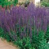 Salvia 'East Friesland' Ornamental Sage 2 Salvia 'East Friesland' Ornamental Sage -Botanical Bliss 29147