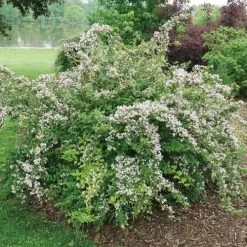 Kolkwitzia Jolene Jolene⢠Beautybush