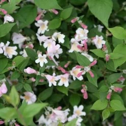 Kolkwitzia Jolene Jolene™ Beautybush -Botanical Bliss 29157 2