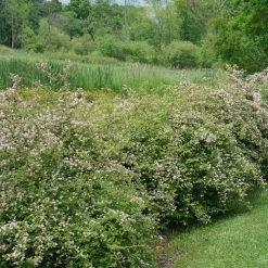 Kolkwitzia Jolene Jolene™ Beautybush -Botanical Bliss 29157 4