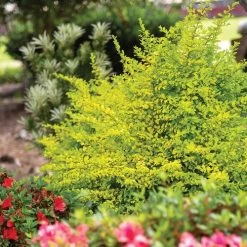 Ligustrum 'Sunshine' Privet