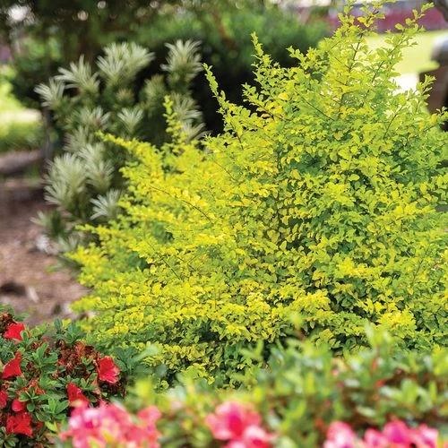 Ligustrum 'Sunshine' Privet 3 Ligustrum 'Sunshine' Privet