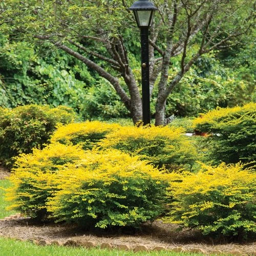 Ligustrum 'Sunshine' Privet 4 Ligustrum 'Sunshine' Privet - Image 2