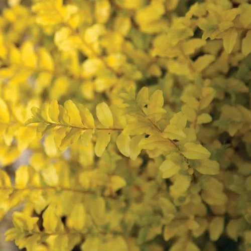 Ligustrum 'Sunshine' Privet 6 Ligustrum 'Sunshine' Privet - Image 4