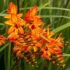 Crocosmia 'Firestarter' Falling Stars -Botanical Bliss 29168 PK 5