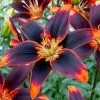 Lilium 'Forever Susan' Asiatic Lily Bulbs -Botanical Bliss 29175 PK 3