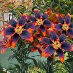 Lilium 'Forever Susan' Asiatic Lily Bulbs -Botanical Bliss 29175 PK 3 1