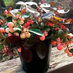 Gaultheria Winter Fiesta™ Wintergreen