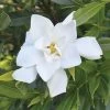 Gardenia 'Frost Proof' -Botanical Bliss 29205