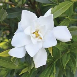 Gardenia 'Frost Proof'