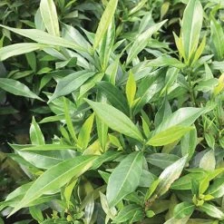 Gardenia 'Frost Proof' -Botanical Bliss 29205 2