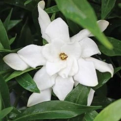 Gardenia 'Frost Proof' -Botanical Bliss 29205 3