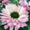 Echinacea SunSeekers® Salmon Coneflower -Botanical Bliss 29243