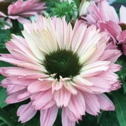 Echinacea SunSeekers® Salmon Coneflower