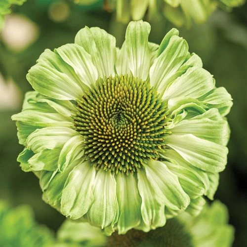 Echinacea SunSeekers® Apple Green Coneflower 3 Echinacea SunSeekers® Apple Green Coneflower