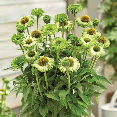 Echinacea SunSeekers® Apple Green Coneflower 4 Echinacea SunSeekers® Apple Green Coneflower - Image 2