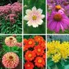 Park's Butterfly Lovers Seed Collection -Botanical Bliss 29273