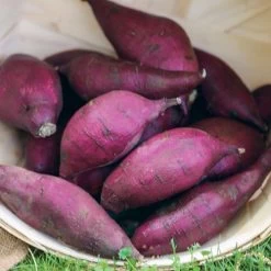 Murasaki Japanese Sweet Potato Slips -Botanical Bliss 29274 PK 25 3