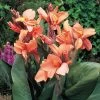 Canna Tropical Sunrise Canna Lily Bulbs 1 Canna Tropical Sunrise Canna Lily Bulbs -Botanical Bliss 29284 PK 5