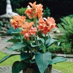 Canna Tropical Sunrise Canna Lily Bulbs 7 Canna Tropical Sunrise Canna Lily Bulbs -Botanical Bliss 29284 PK 5 1