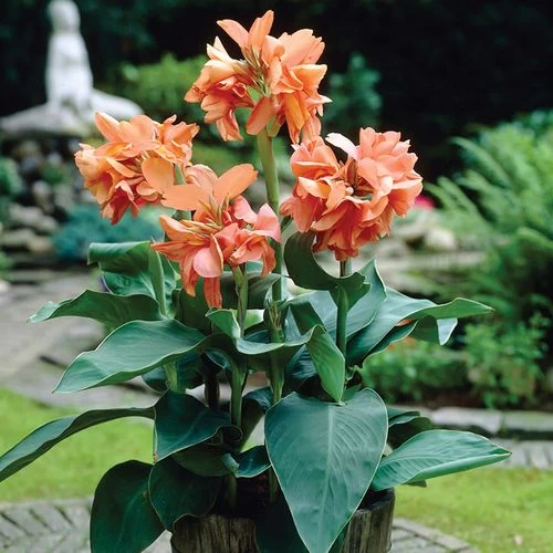 Canna Tropical Sunrise Canna Lily Bulbs 4 Canna Tropical Sunrise Canna Lily Bulbs - Image 2