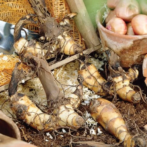 Canna Tropical Sunrise Canna Lily Bulbs 5 Canna Tropical Sunrise Canna Lily Bulbs - Image 3